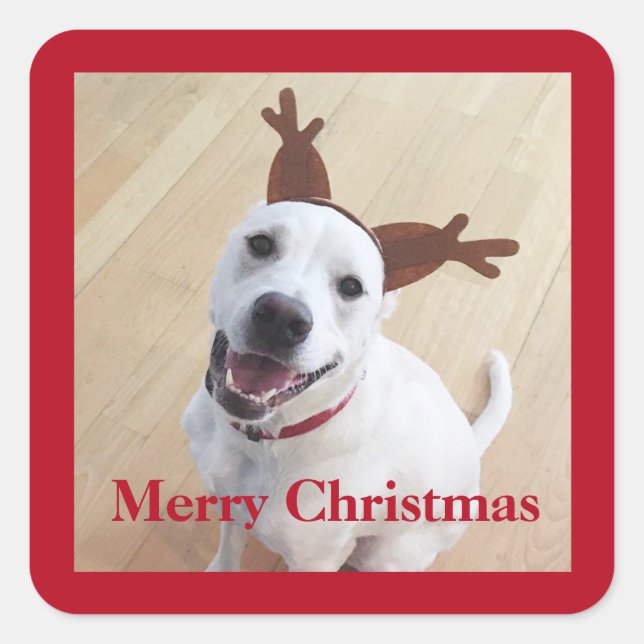 Cute Smiling White Reindeer Dog Red Christmas Square Sticker (Front)