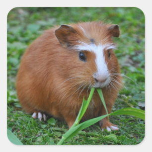 Cute, Smooth, Red and White Guinea Pig in Grass Square Sticker