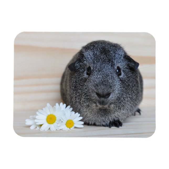 Cute Smooth, Silver Agouti Guinea Pig and Daisies Magnet (Horizontal)