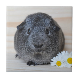 Cute Smooth, Silver Agouti Guinea Pig and Daisies Tile