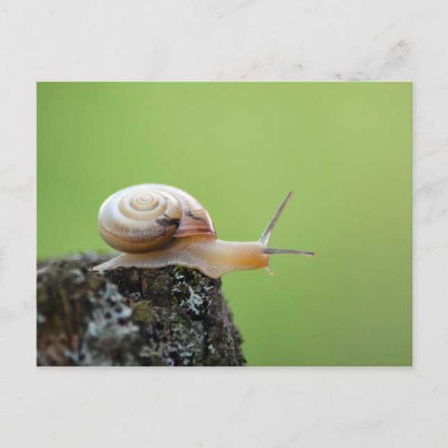 Cute Snail on Edge With Green Background Postcard (Front)