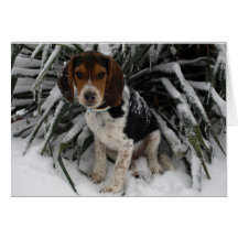Cute Snoopy Beagle Puppy Dog in Snow