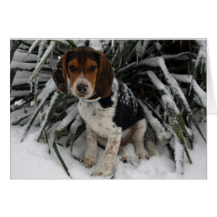Cute Snoopy Beagle Puppy Dog in Snow