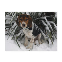 Cute Snoopy Beagle Puppy Dog in Snow