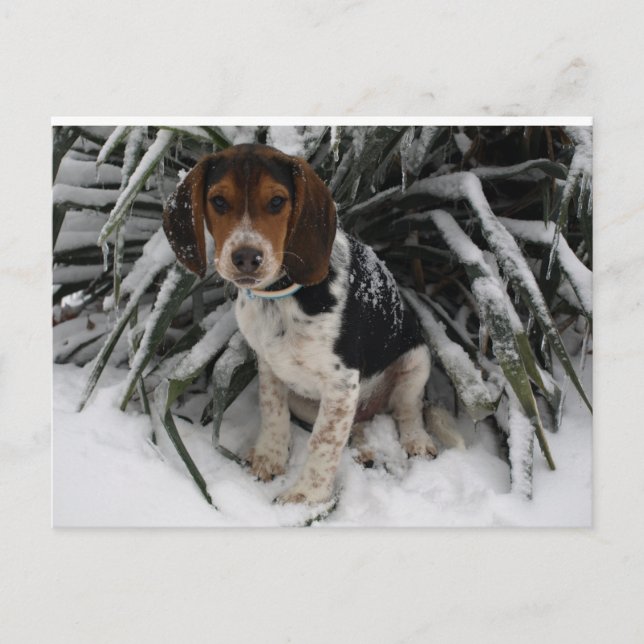 Cute Snoopy Beagle Puppy Dog in Snow Postcard (Front)