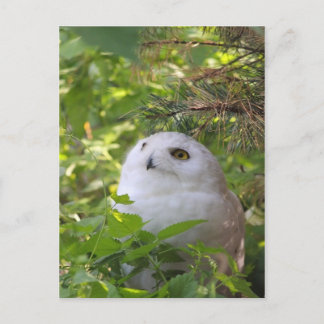 Cute Snowy Owl Holiday Postcard