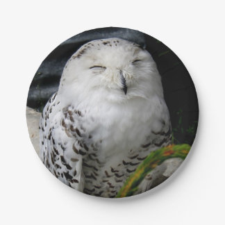 Cute Snowy Owl Paper Plate