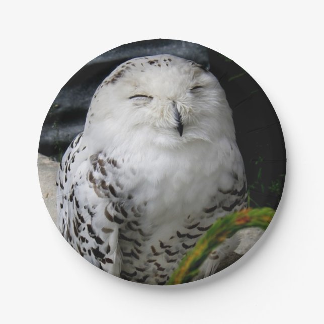 Cute Snowy Owl Paper Plate (Front)