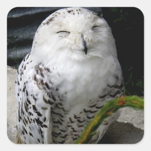 Cute Snowy Owl Square Sticker