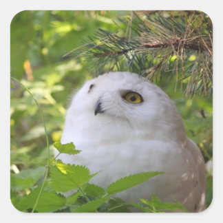 Cute Snowy Owl Square Sticker