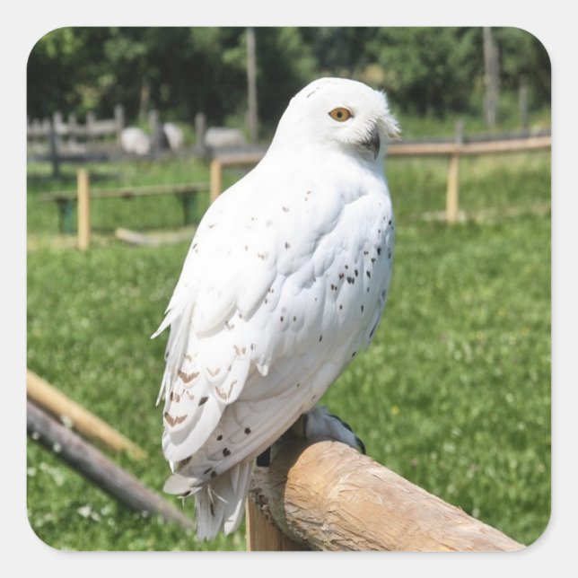 Cute Snowy Owl Square Sticker (Front)