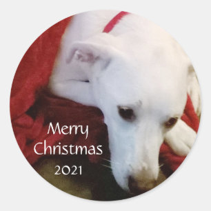 Cute Snowy white Puppy Dog Christmas Red Classic Round Sticker