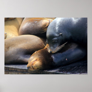 Cute Snuggling San Francisco Sea Lion Photo Poster