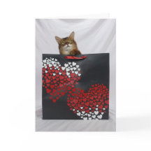 Cute Somali Cat in Bag Valentine's Day Card