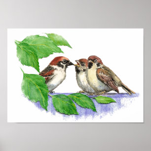 Cute Song Sparrow, Bird, Garden, Animal Nature Poster