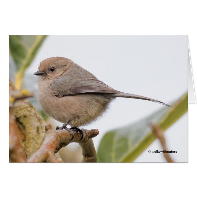 Cute Songbird on the Pear Tree (Front Horizontal)