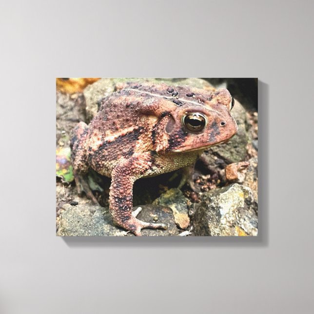 Cute Southern Toad Close-Up Canvas Print (Front)