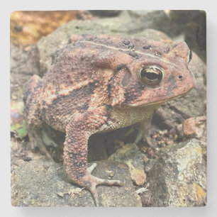Cute Southern Toad Close-Up Stone Coaster