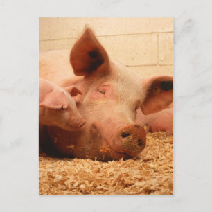 Cute Sow with Piglets Postcard