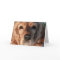 Cute Spaniel Greeting Card