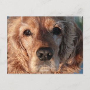 Cute Spaniel Postcard