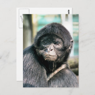 CUTE SPIDER MONKEY POSTCARD