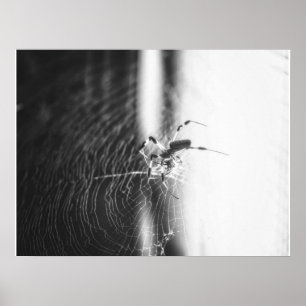 Cute Spider Tangled Weave Spider Lover Gift Poster