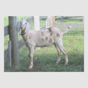 Cute Spotted Floppy Eared Goat  Tissue Paper