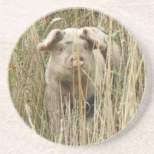 Cute Spotty Pig Coasters
