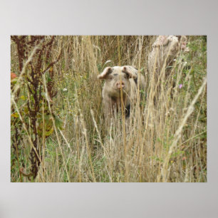 Cute Spotty Pig Print