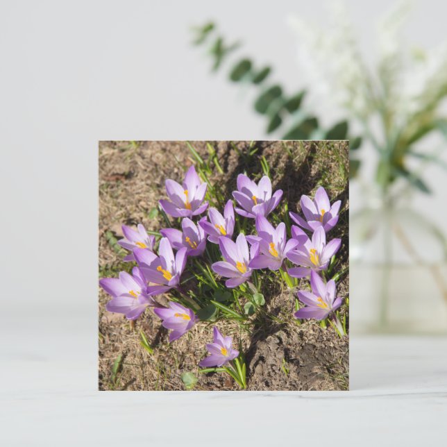 Cute spring crocuses (Standing Front)