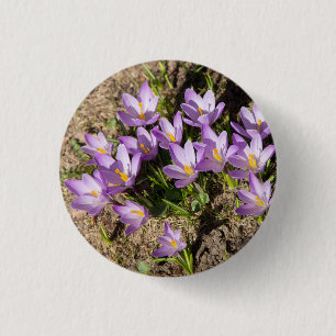 Cute spring crocuses 3 cm round badge
