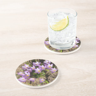 Cute spring crocuses coaster