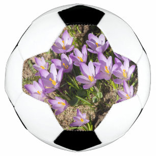 Cute spring crocuses football