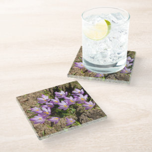 Cute spring crocuses glass coaster