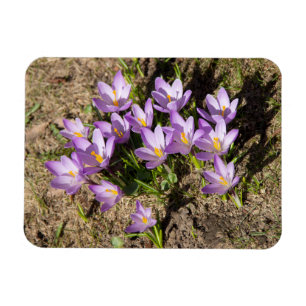 Cute spring crocuses magnet