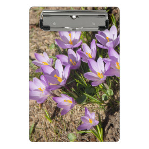 Cute spring crocuses mini clipboard