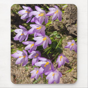 Cute spring crocuses mouse mat