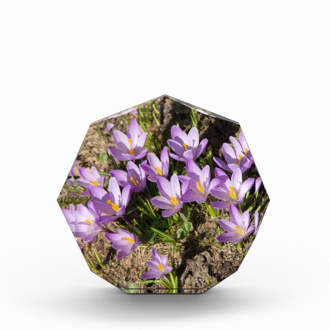 Cute spring crocuses photo block (Front)