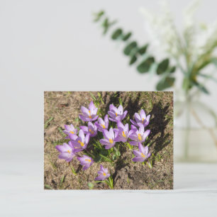 Cute spring crocuses postcard