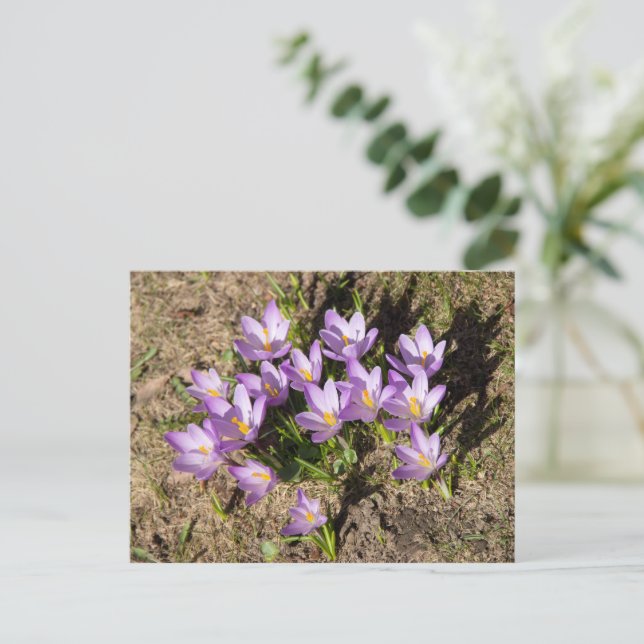 Cute spring crocuses postcard (Standing Front)
