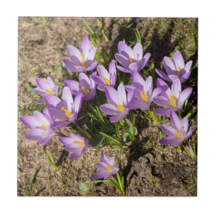 Cute spring crocuses tile