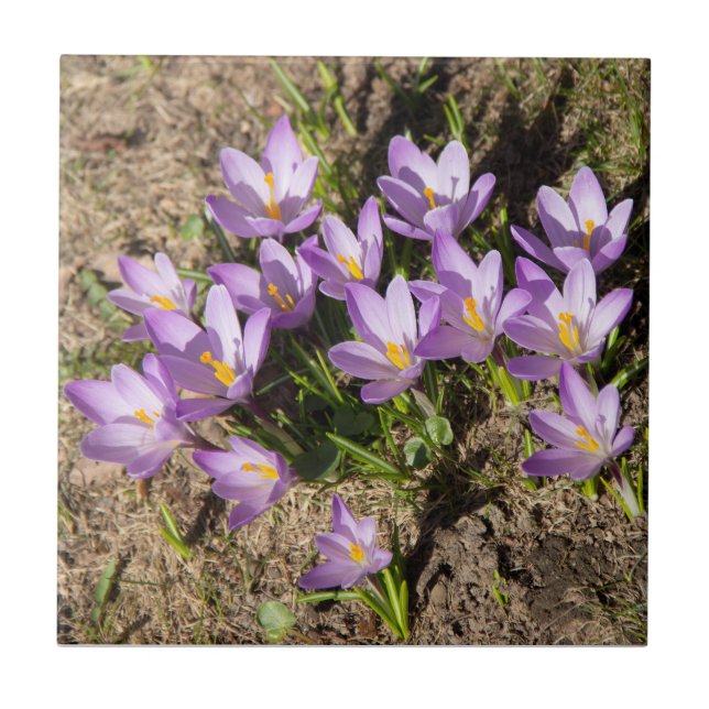 Cute spring crocuses tile (Front)