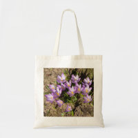 Cute spring crocuses