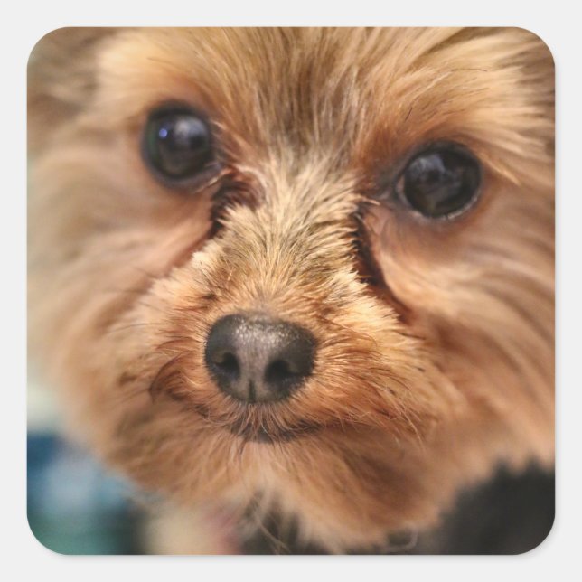 Cute   square sticker (Front)