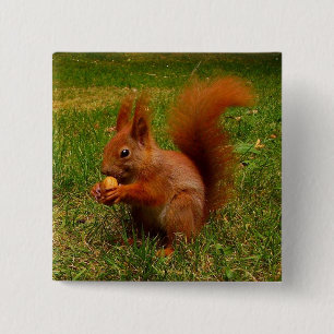 Cute Squirrel Button