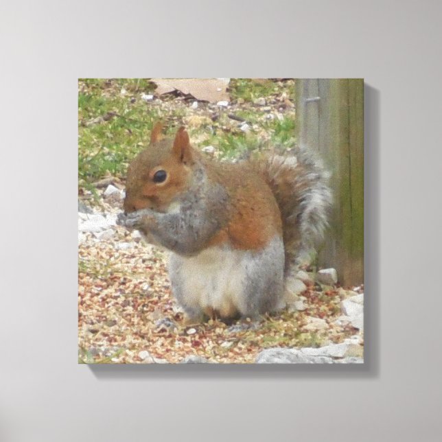 Cute Squirrel Canvas Art (Front)