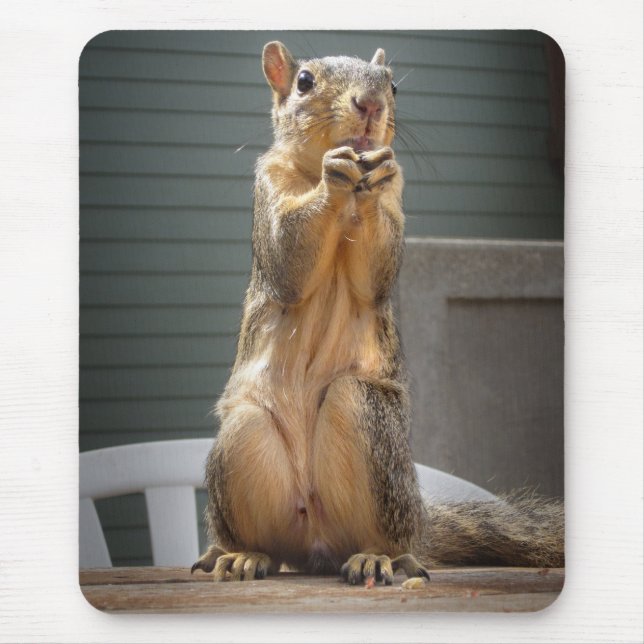 Cute Squirrel Closeup with Nut 3 Mouse Mat (Front)