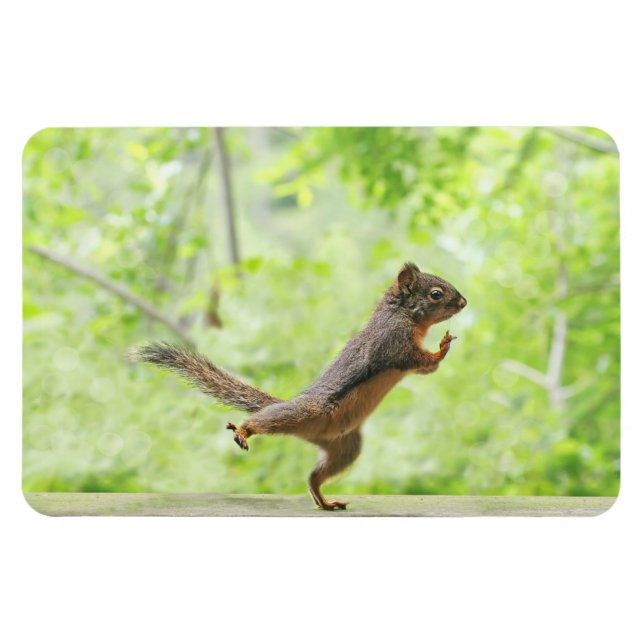 Cute Squirrel Doing Tai Chi Magnet (Horizontal)