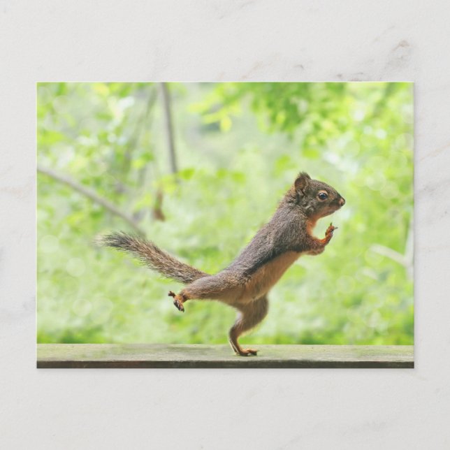 Cute Squirrel Doing Tai Chi Postcard (Front)